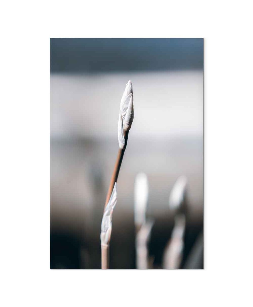 Paveikslas Botaninins minimalizmas