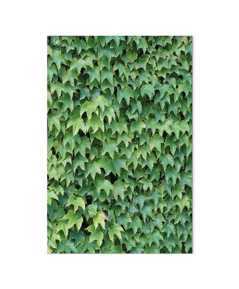 Paveikslas Apkūni gebenė