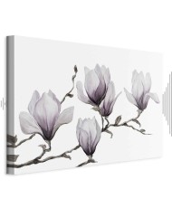 Paveikslas Tapytos magnolijos