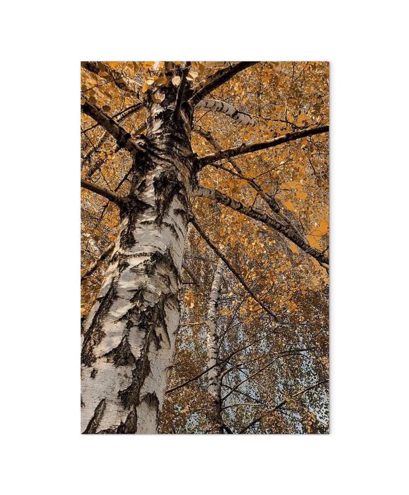 Paveikslas Rudens spalvos