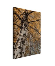 Paveikslas Rudens spalvos