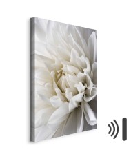 Paveikslas Balta dahlija