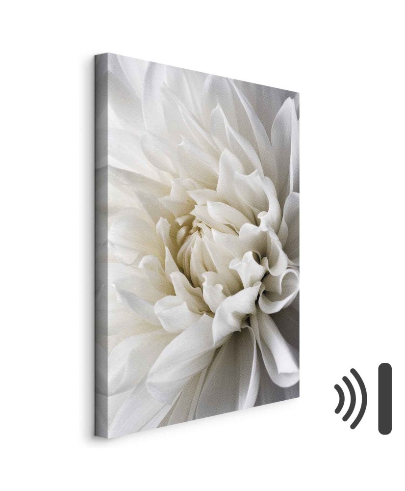 Paveikslas Balta dahlija