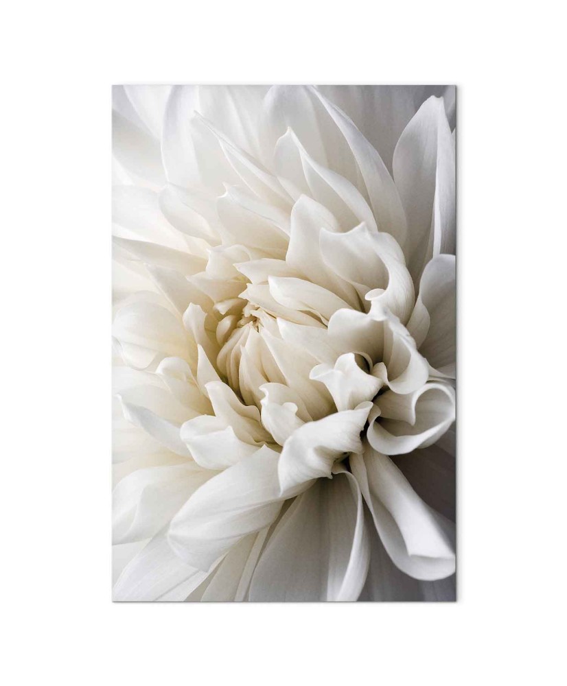 Paveikslas Balta dahlija