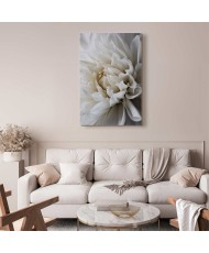 Paveikslas Balta dahlija