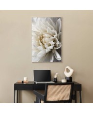 Paveikslas Balta dahlija