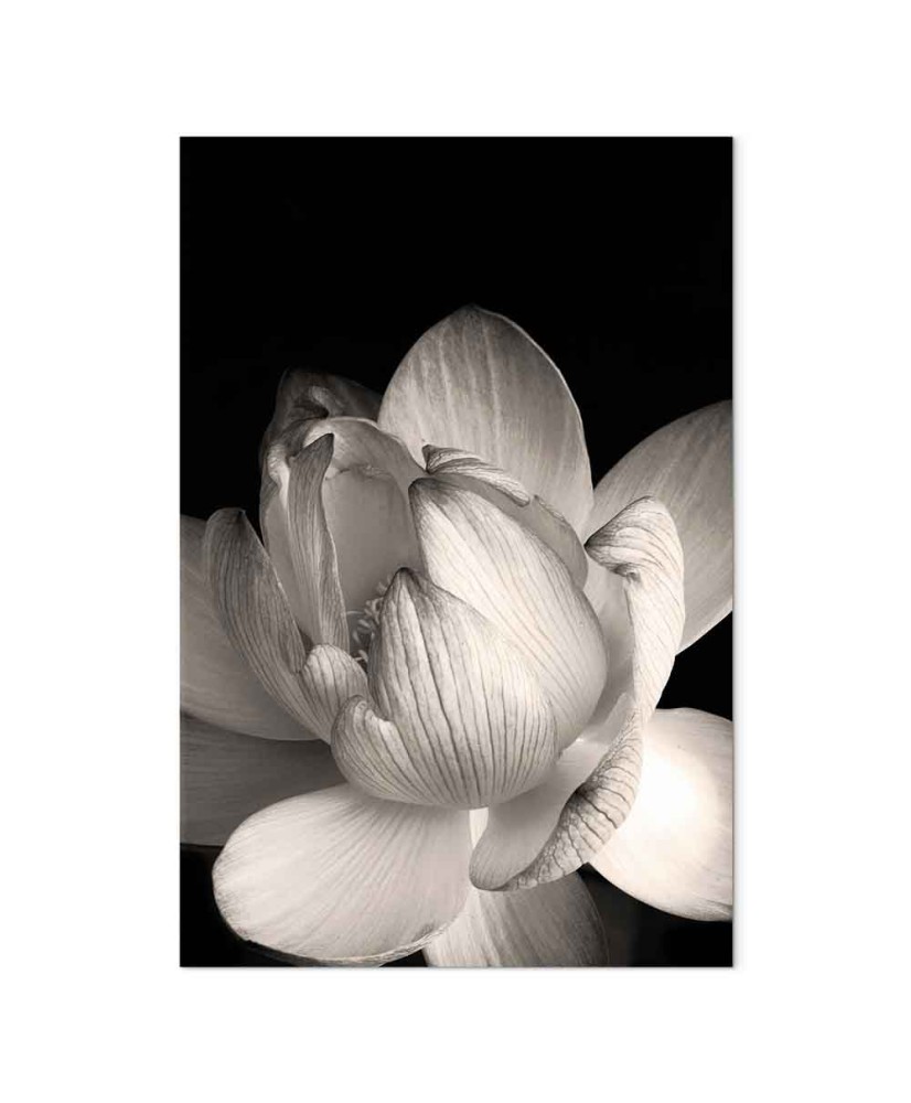 Paveikslas Subtilūs žiedlapiai