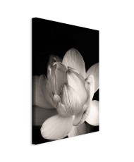 Paveikslas Subtilūs žiedlapiai