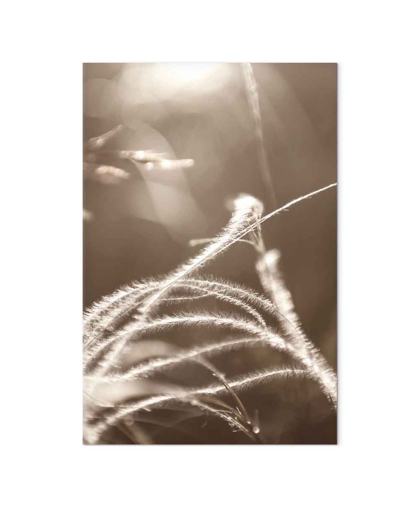 Paveikslas Pūkuota žolė