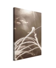 Paveikslas Pūkuota žolė