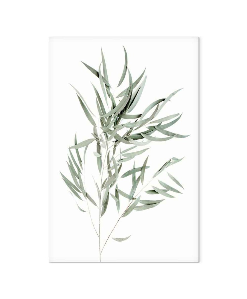 Paveikslas Nicholia eukaliptas