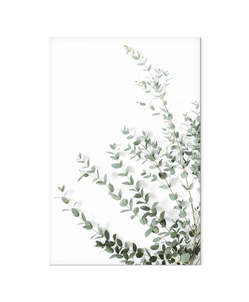 Paveikslas Eukaliptas Parvifolia