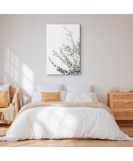 Paveikslas Eukaliptas Parvifolia