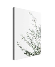 Paveikslas Eukaliptas Parvifolia