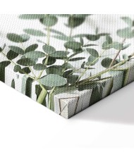 Paveikslas Eukaliptas Parvifolia