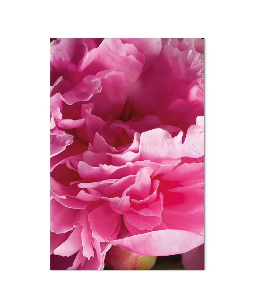 Paveikslas Bijūno žiedų grožis