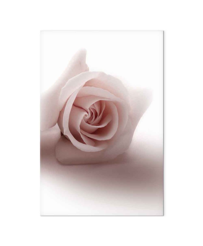 Paveikslas Švelni rožė