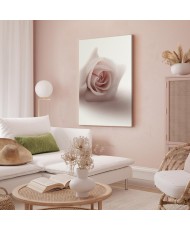 Paveikslas Švelni rožė