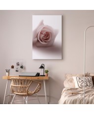 Paveikslas Švelni rožė