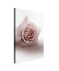 Paveikslas Švelni rožė