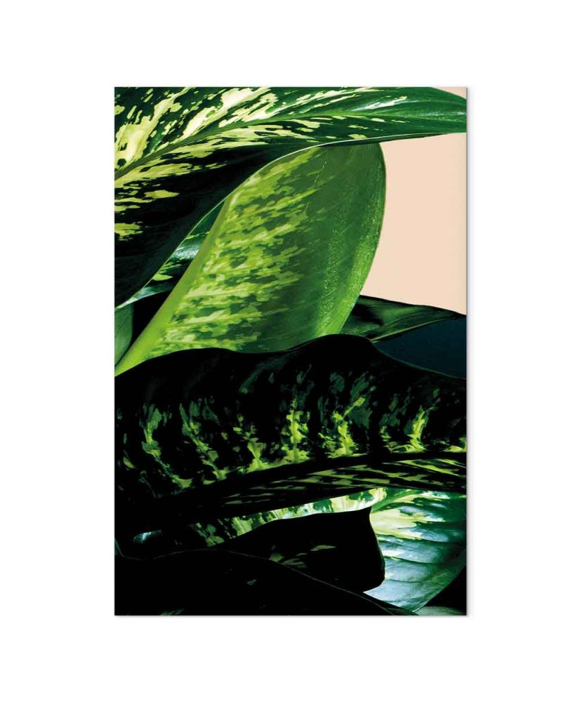 Paveikslas Dieffenbachija