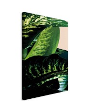 Paveikslas Dieffenbachija