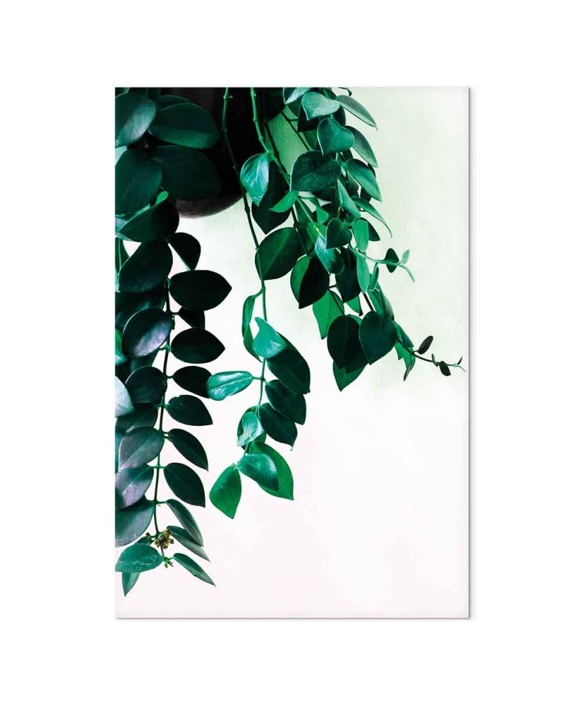 Paveikslas Koralų gamta