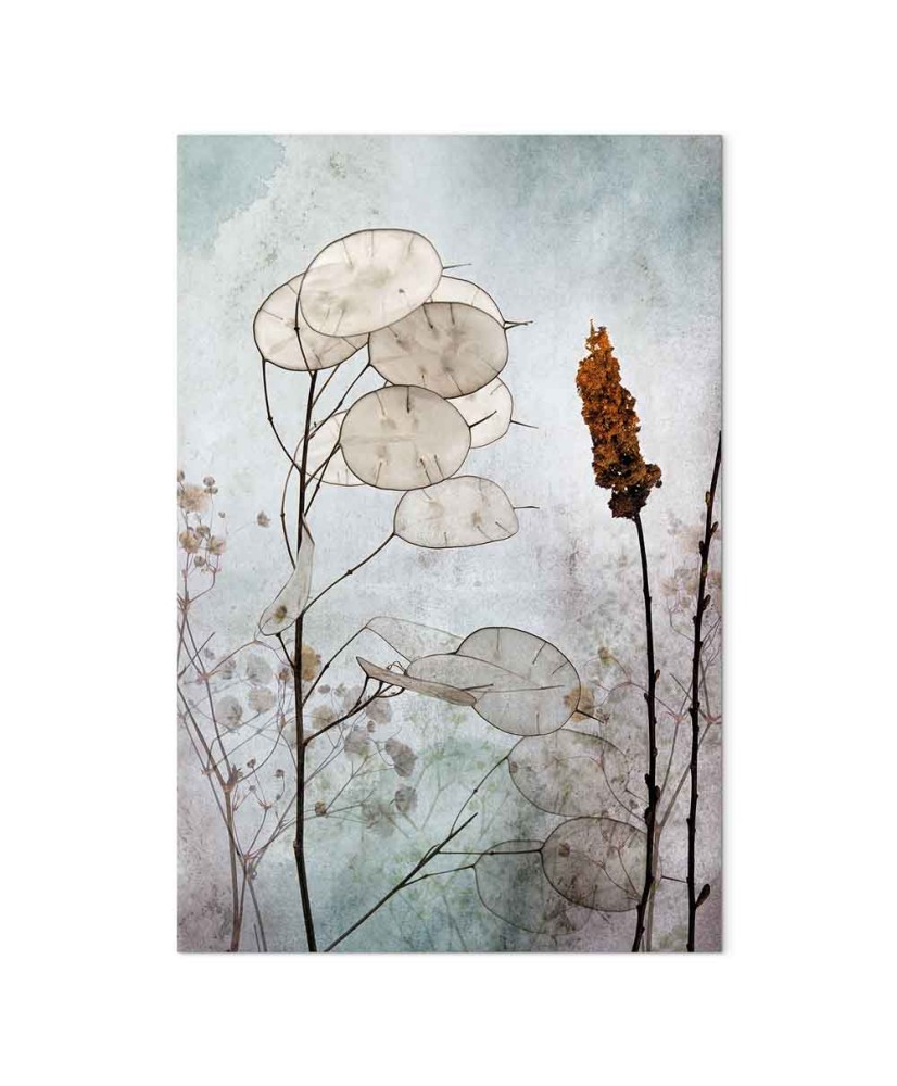 Paveikslas Lunaria vaisiai