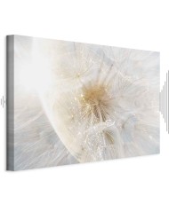 Paveikslas Kiaulpienių saulė