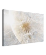 Paveikslas Kiaulpienių saulė