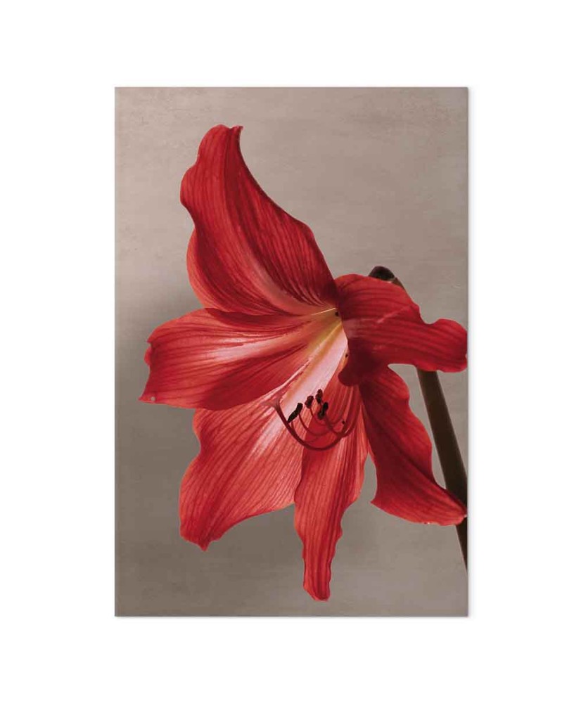 Paveikslas Raudona gėlė