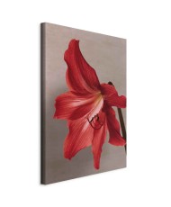 Paveikslas Raudona gėlė