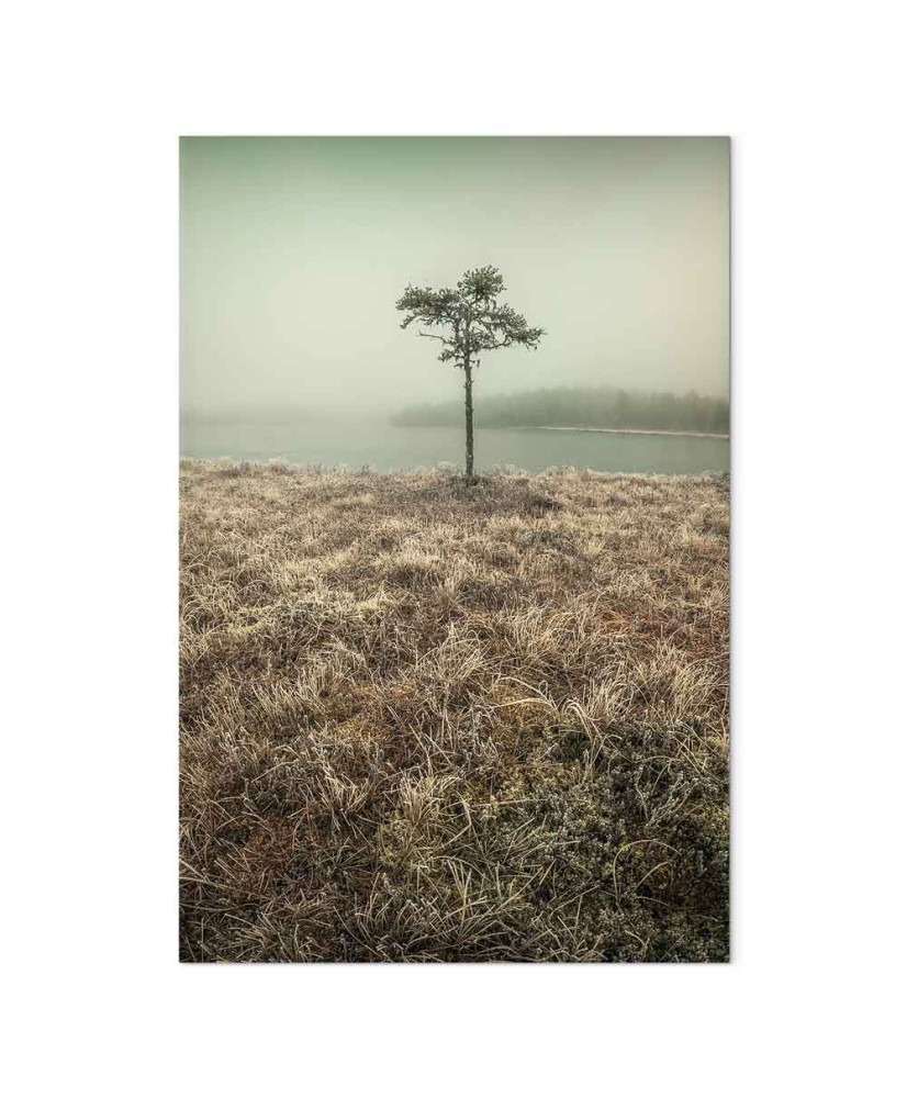 Paveikslas Ežero krantas