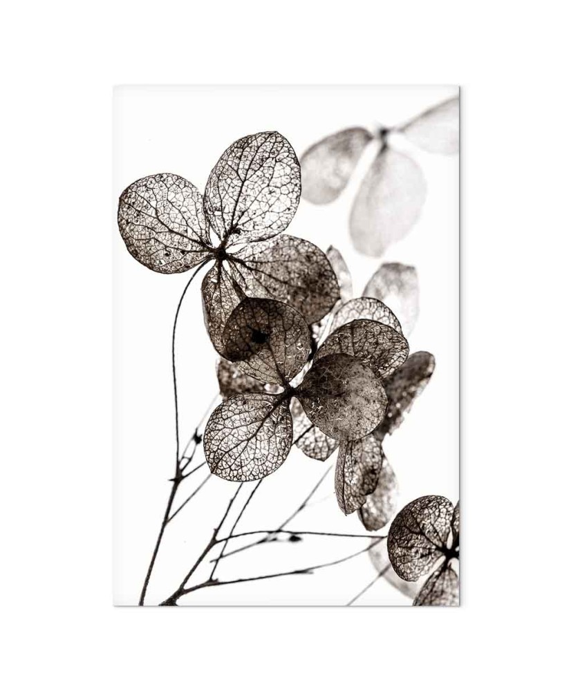 Paveikslas Permatomas dobilas