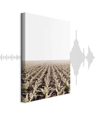 Paveikslas Kukurūzų laukas