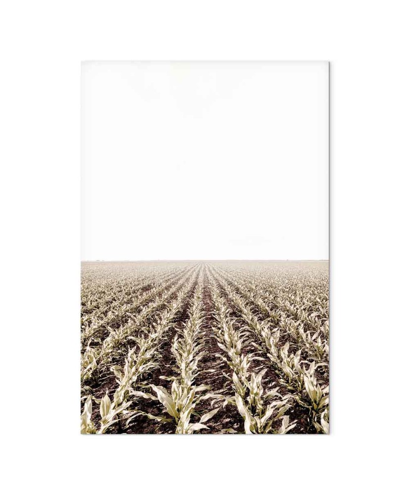 Paveikslas Kukurūzų laukas