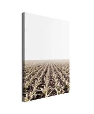 Paveikslas Kukurūzų laukas