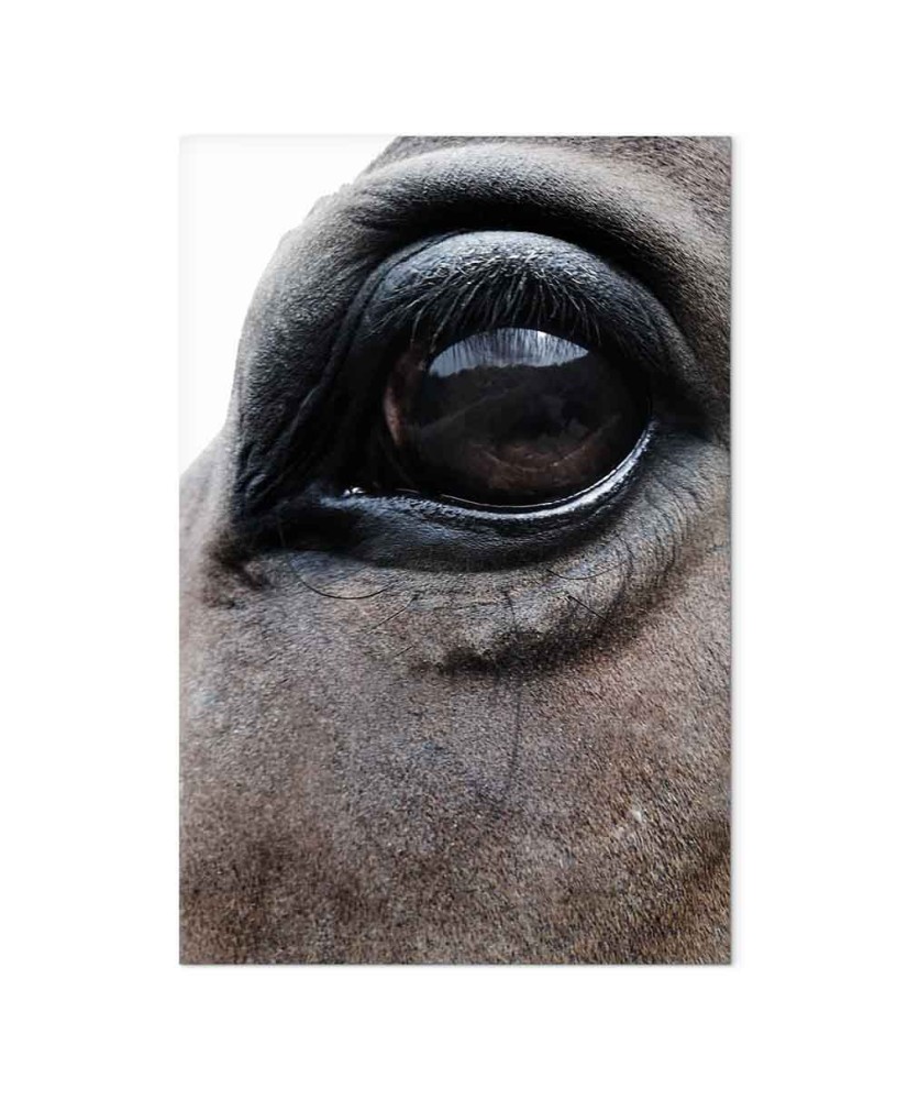 Paveikslas Nuoširdžios akys