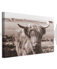 Paveikslas Škotijos karvė
