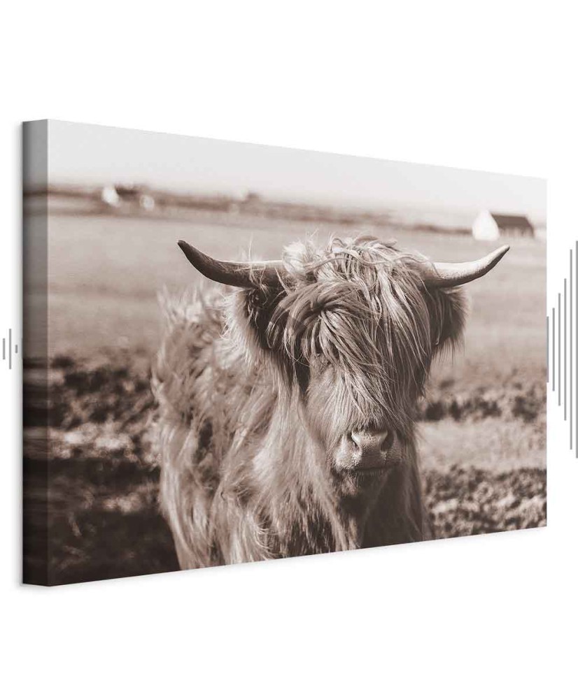 Paveikslas Škotijos karvė