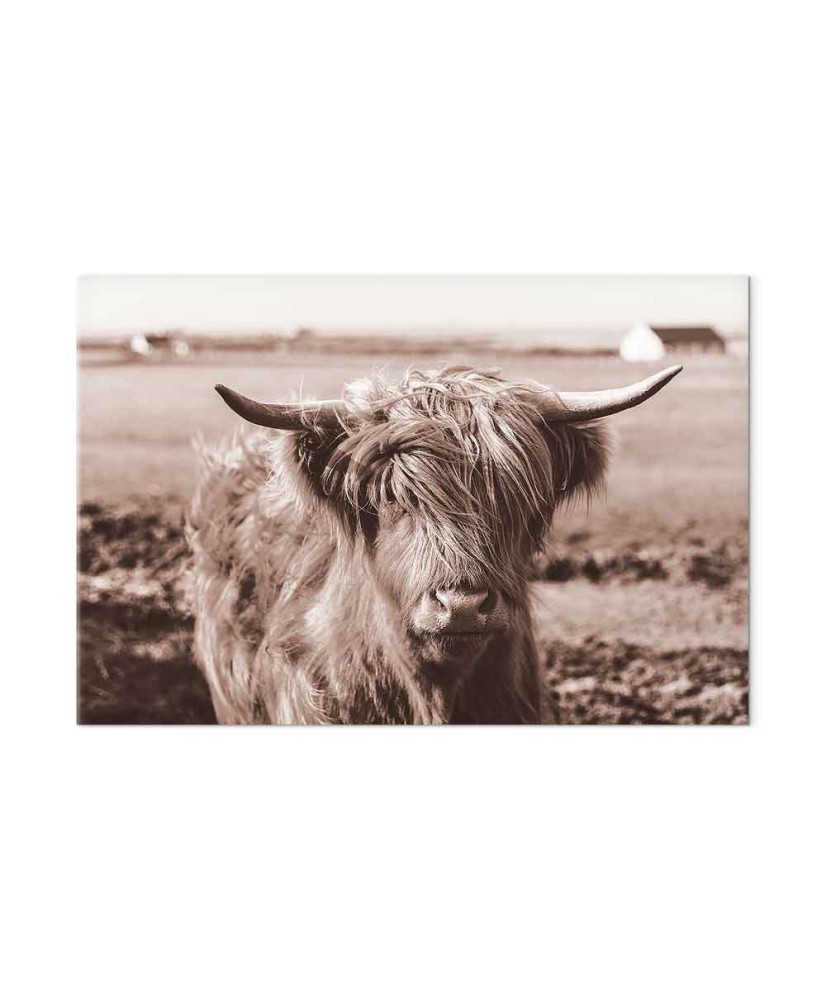 Paveikslas Škotijos karvė
