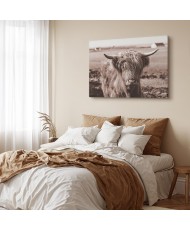 Paveikslas Škotijos karvė