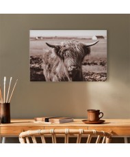 Paveikslas Škotijos karvė