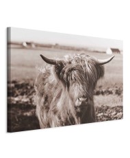 Paveikslas Škotijos karvė