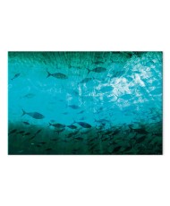 Paveikslas Tamsių žuvų būrys