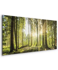 Paveikslas Saulės šviesa