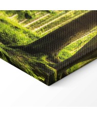 Paveikslas Saulės šviesa