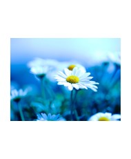 Fototapetas  Daisy on a blue meadow