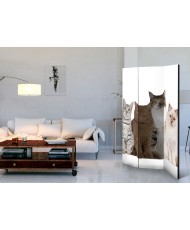 Pertvara  Sweet Cats [Room Dividers]