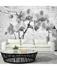 Fototapetas  Orchid in Shades of Gray